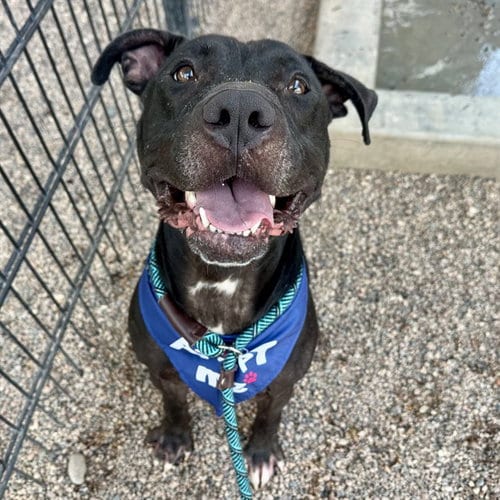 Photo of Chop, adoptable American Pit Bull Terrier in Mesa, Arizona