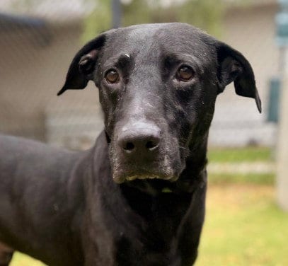 Photo of Bosco, adoptable Labrador Retriever in Sugar Land, Texas
