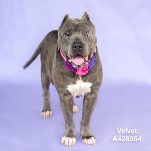 Photo of Velvet, adoptable American Pit Bull Terrier in Conroe, Texas