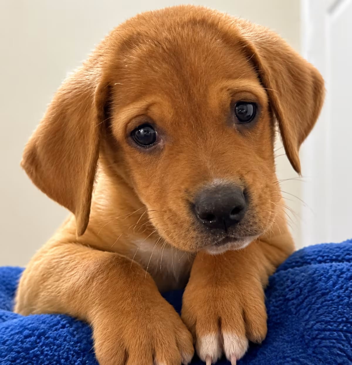 Photo of Dante SM, adoptable Labrador Retriever Hound (Unknown Type) in Everett, Washington