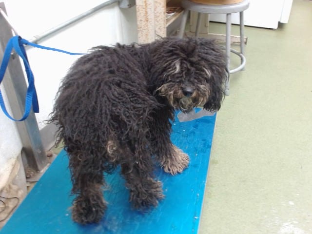 Photo of Senior Poodle - Miniature mix, adoptable Poodle - Miniature mix in Devore, California