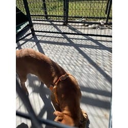 Photo of Mumble, adoptable Mixed Breed (Medium) in Baton Rouge, Louisiana