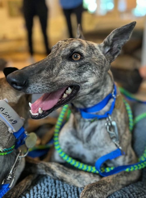 Photo of Bryn, adoptable Greyhound in Millsboro DELAWARE, New Jersey
