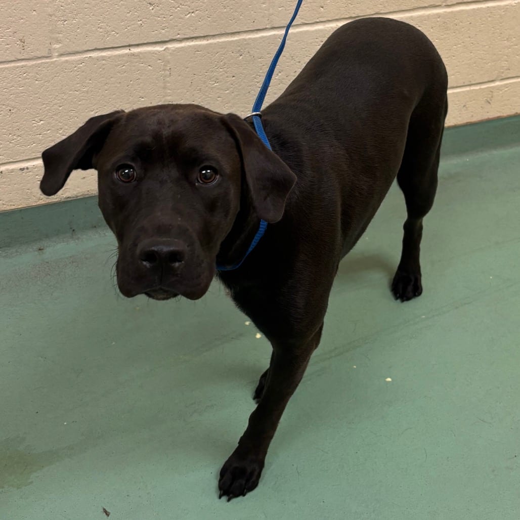 Photo of Guntes, adoptable dog