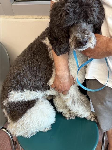 Photo of Oden, adoptable Poodle (Standard) in Chatsworth, California