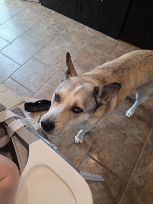 Photo of Sabre *CL, adoptable Husky in Raytown, Missouri