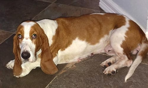 Photo of Shannon, adoptable Basset Hound in Milmay, New Jersey