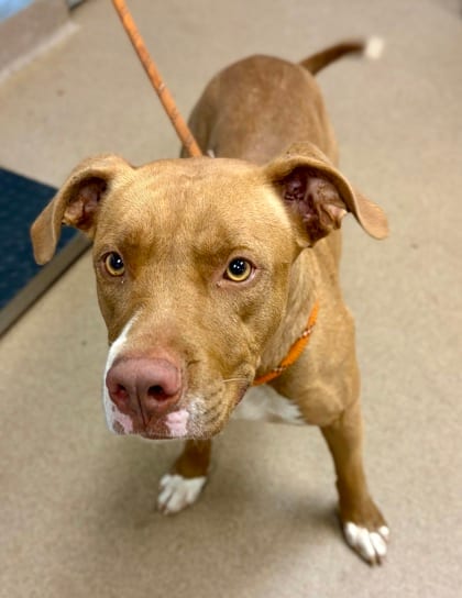 Photo of Gemstone, adoptable dog in Chamblee, Georgia