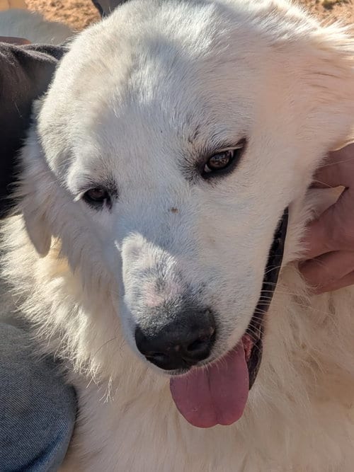 Photo of Yukon, adoptable Great Pyrenees in Apple Valley, California