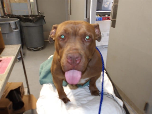 Photo of Olivia, adoptable American Pit Bull Terrier in Chicago, Illinois