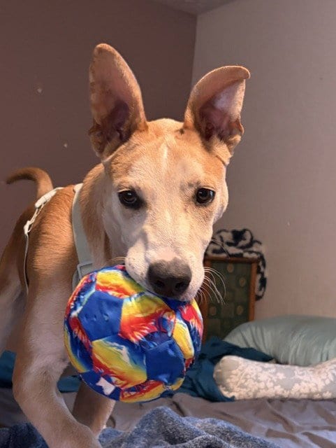 Photo of Mingo, adoptable Australian Cattle Dog/Blue Heeler in Sandy, Utah