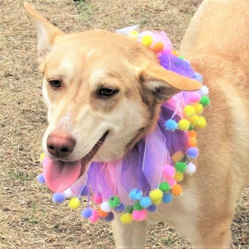 Photo of Layla, adoptable Husky in Godley, Texas