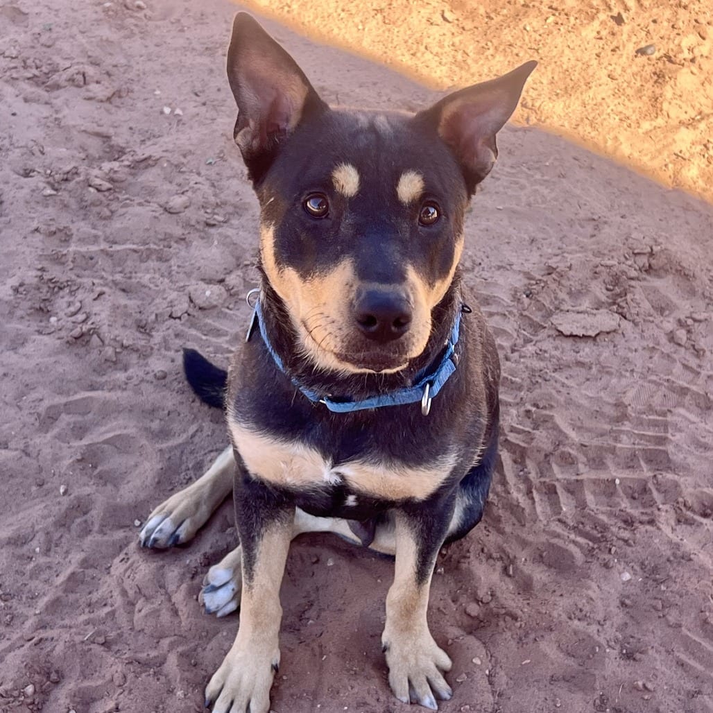Photo of Chicha, adoptable Rottweiler / Mixed Breed (Medium) in Kanab, Utah
