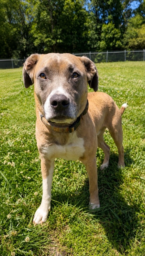 Photo of Chance, adoptable Boxer in Chickamauga, Georgia