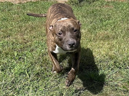 Photo of Neeka, adoptable Boxer in Springfield, Massachusetts
