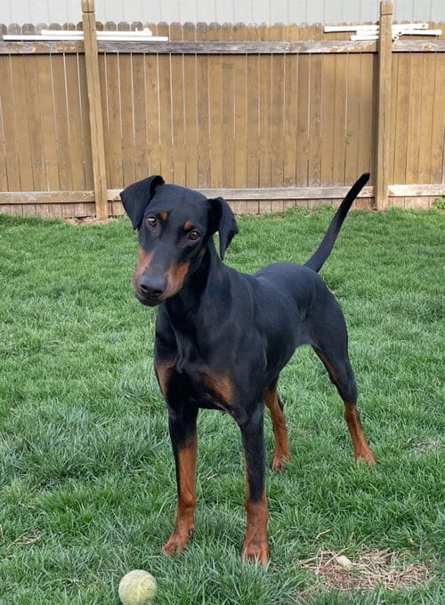 Photo of Anna, adoptable Doberman Pinscher in Minneaoplis, Minnesota