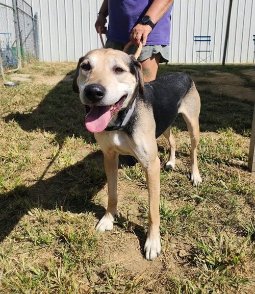 Photo of Winston, adoptable German Shepherd Dog in Evansville, Indiana