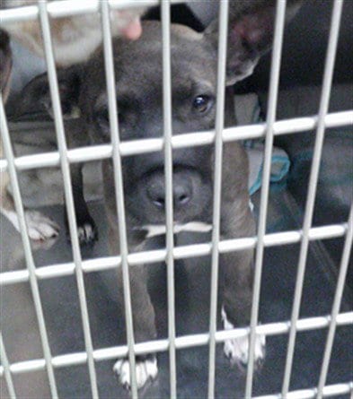 Photo of A481472, adoptable Belgian Shepherd Malinois in Oklahoma City, Oklahoma
