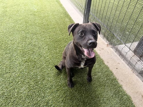Photo of Hazel, adoptable Labrador Retriever in Garland, Texas