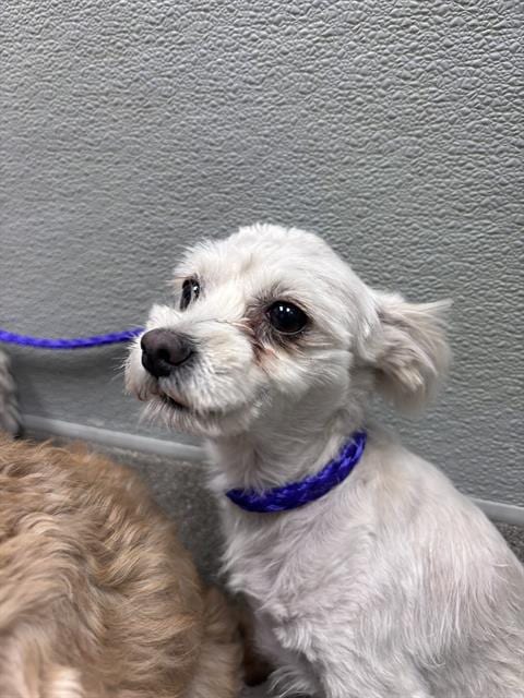Photo of Chrissy, adoptable Chihuahua in Las Vegas, Nevada
