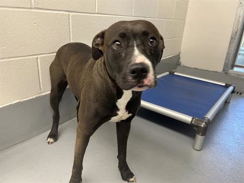 Photo of Bonsai, adoptable American Pit Bull Terrier in Ocala, Florida