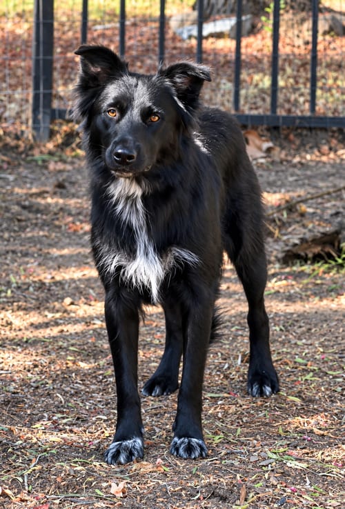 Photo of Mindi, adoptable Collie in Lake Elsinore, California