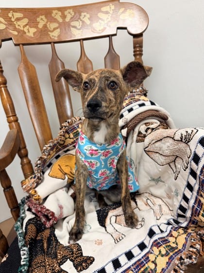 Photo of Iris, adoptable dog in Bakersfield, California