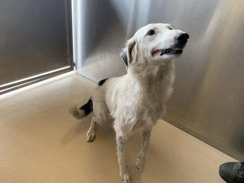 Photo of A1938708, adoptable Border Collie in Thousand Palms, California