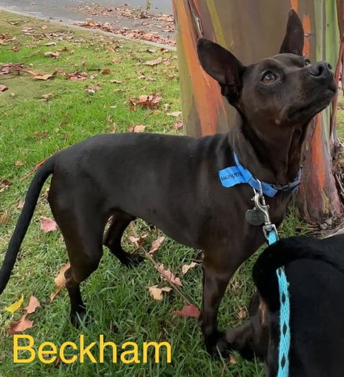 Photo of Beckham and Cooper, adoptable Miniature Pinscher in Los Angeles, California