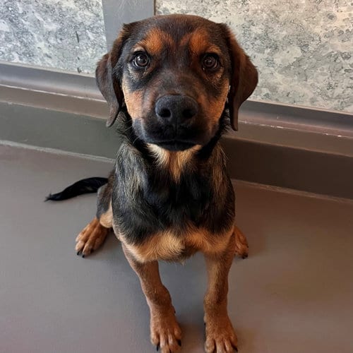 Photo of Sosa, adoptable Unknown breed in Rancho Santa Fe, California