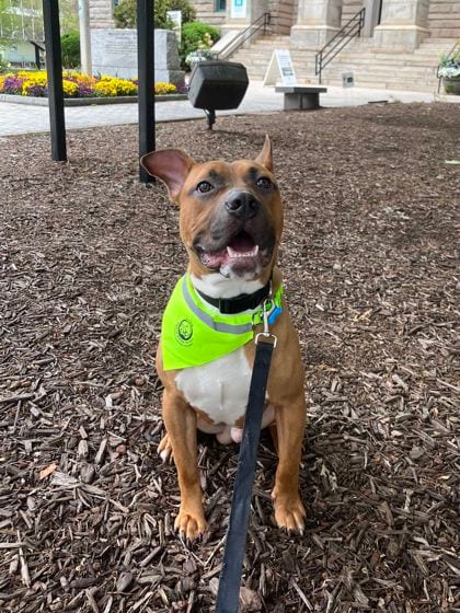 Photo of Mico Galvao - IN FOSTER, adoptable dog in Chamblee, Georgia