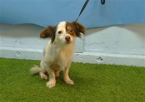 Photo of Brownie, adoptable Chihuahua in Gardena, California