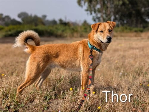 Photo of Thor, adoptable German Shepherd Dog in McKinleyville, California