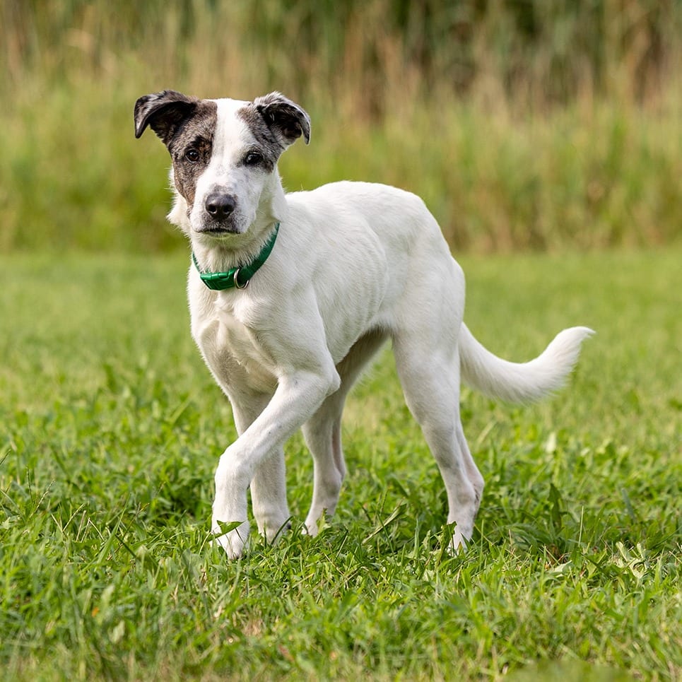 Photo of Meti, adoptable Cattle Dog, Australian (Blue Heeler) / Mix in Council Bluffs, Iowa