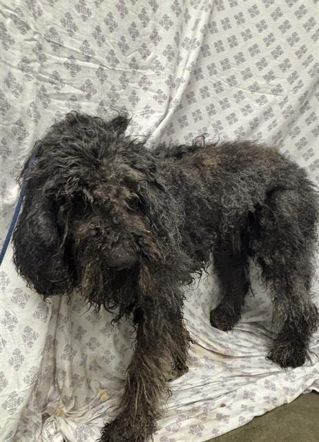 Photo of Teddy, adoptable Poodle (Standard) in Rosenberg, Texas