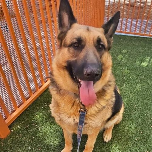 Photo of Wolf Gang, adoptable German Shepherd Dog in Las Vegas, Nevada