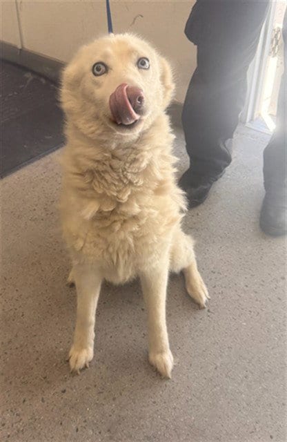 Photo of Floof, adoptable Samoyed in Mesa, Arizona