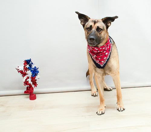 Photo of Shadow, adoptable German Shepherd Dog in Sanford, Florida