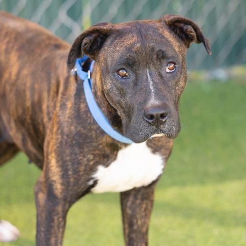 Photo of Kendall, adoptable Pit Bull Terrier in Camarillo, California