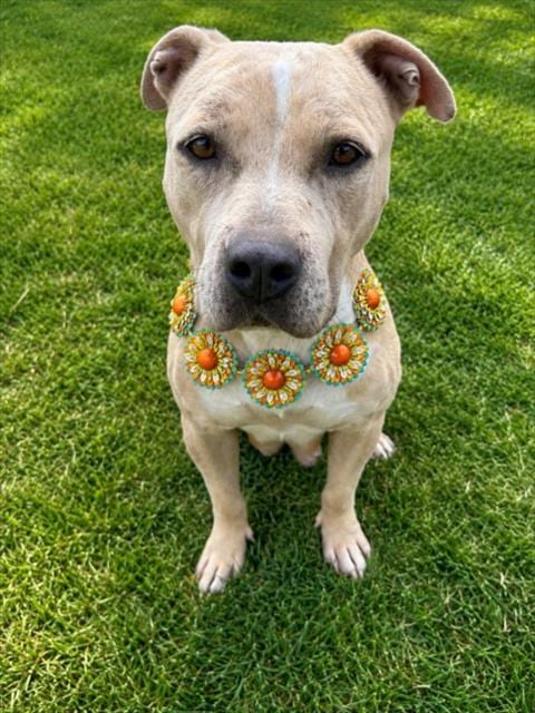Photo of Mya, adoptable Pit Bull Terrier in Clinton Township, Michigan