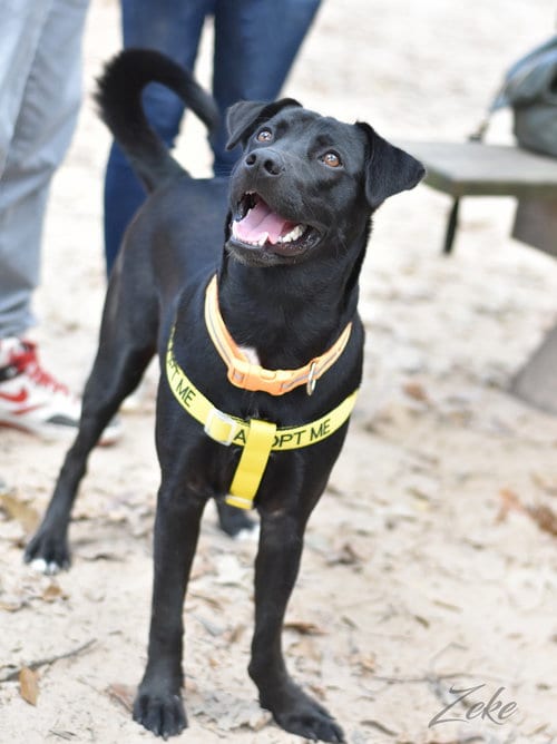 Photo of Zeke, adoptable American Pit Bull Terrier in Montgomery, Texas