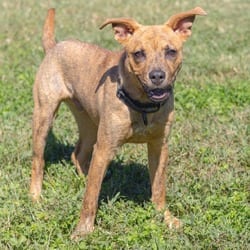 Photo of Anthony, adoptable American Pit Bull Terrier Mixed Breed (Medium) in Wilmington, Delaware