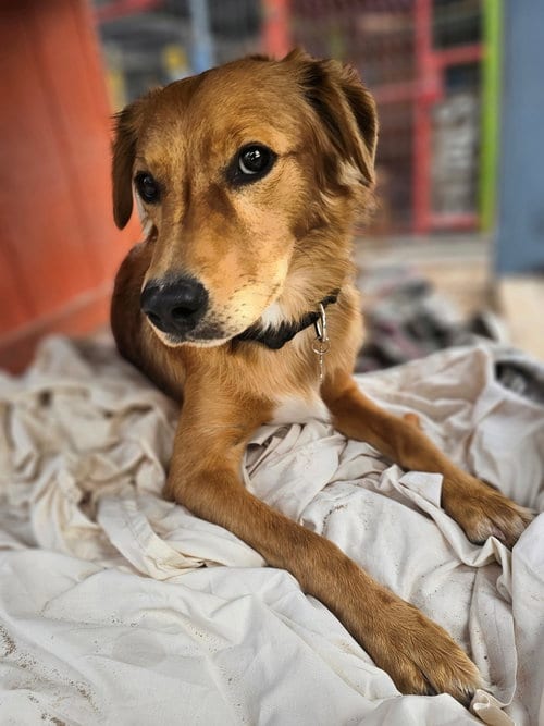 Photo of Willy, adoptable Golden Retriever in Williamsburg, New Mexico
