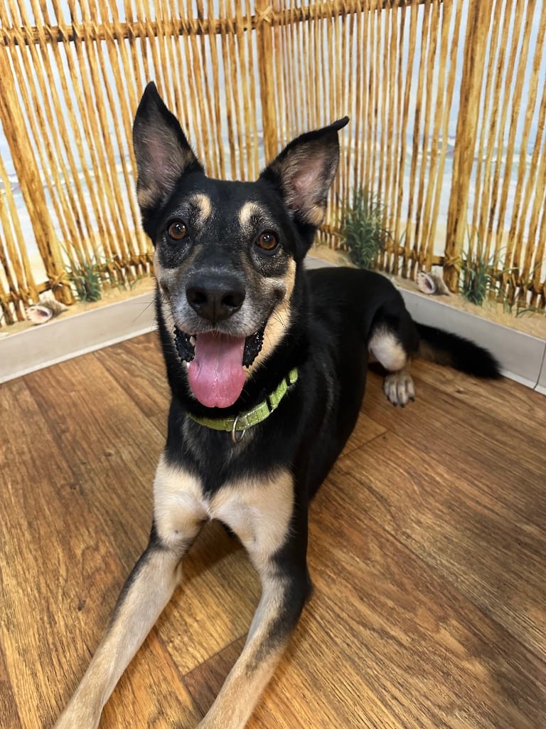 Photo of Kobe, adoptable Mixed Breed in Ocala, Florida