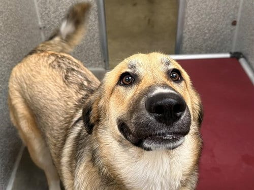 Photo of Bella, adoptable Great Pyrenees in Santa Rosa, California