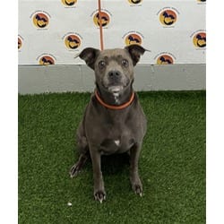 Photo of Lua, adoptable Mixed Breed (Medium) in Land O'Lakes, Florida
