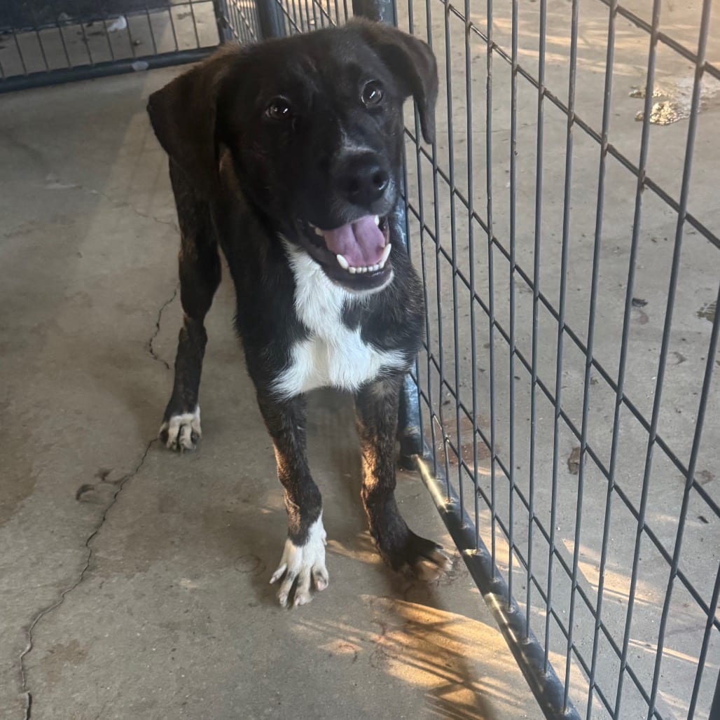 Photo of Leopold, adoptable Shepherd, Dutch / Mixed Breed (Medium) in Hinesville, Georgia