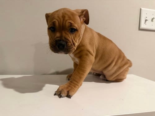 Photo of Lizzie, adoptable English Bulldog in St. Louis Park, Minnesota