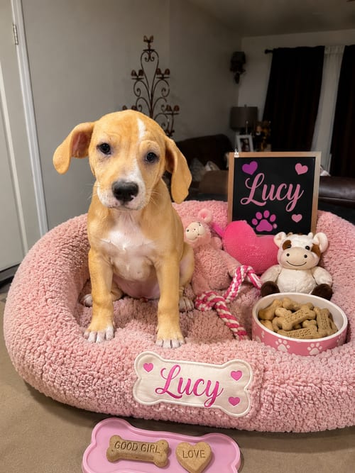 Photo of Lucy, adoptable Beagle in Queen Creek, Arizona