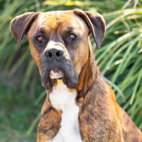 Photo of Clark, adoptable Boxer in Camarillo, California